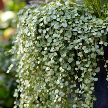 300pcs Dichondra Lawn Seeds Dense Green Coverage For Home Garden
