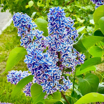 50Pcs Mix Lilac Flower Seeds for Planting- Fragrant Flowers Flower Perennial Bush Bonsai Plants