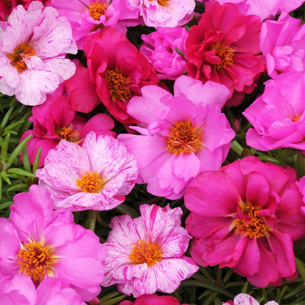 1000pcs Mixed Moss Rose Seeds for Planting Outdoor Beautiful Garden Decor Home