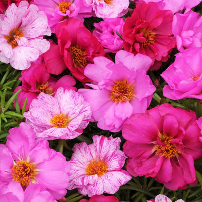 1000pcs Mixed Moss Rose Seeds for Planting Outdoor Beautiful Garden Decor Home