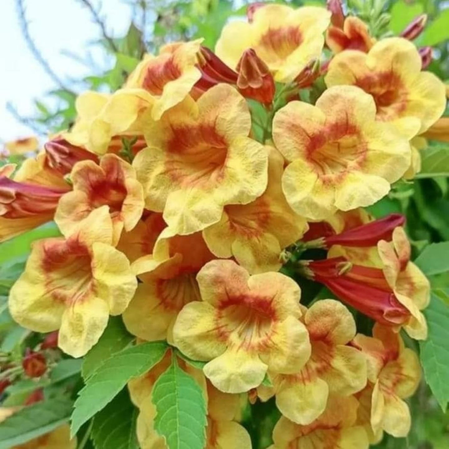 100pcs Trumpet Vine Seeds for Planting - Non GMO Exotic Hummingbird Trumpet Vine Seeds