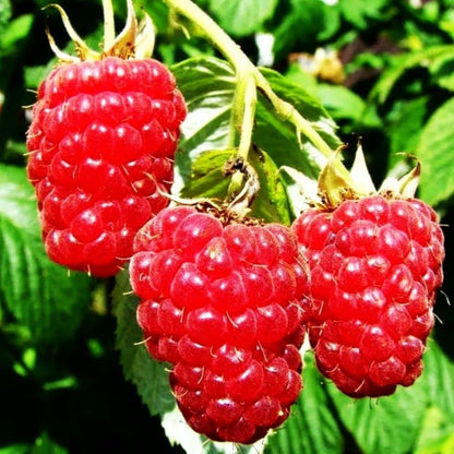 96Pcs Red Raspberry Seeds – Non-GMO Sweet, Juicy Berry Plant – High-Germination Heirloom Variety for Garden Beds, Pots & Outdoor Growing