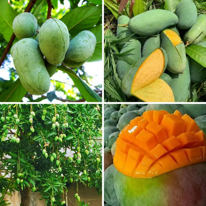 1Pcs Mango Seeds great for first time growers and home landscape tree planting lovers