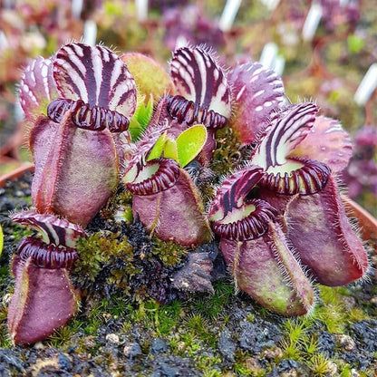 280Pcs Venus-Fly-Trap Seeds Easy To Grow Works Well In Specialized Growing Media For Carnivorous Plant Cultivation