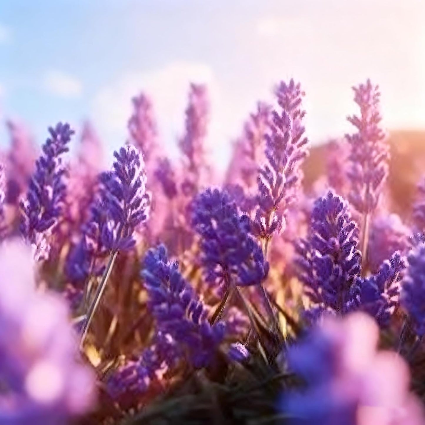 1000pcs Lavender Seeds for Planting, Purple Perennial Heirloom Lavender Seeds, Perennial Flower Tracheophyta for Garden Indoor Outdoor and Home