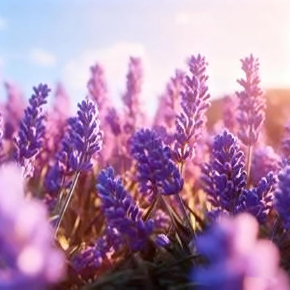 1000pcs Lavender Seeds for Planting, Purple Perennial Heirloom Lavender Seeds, Perennial Flower Tracheophyta for Garden Indoor Outdoor and Home