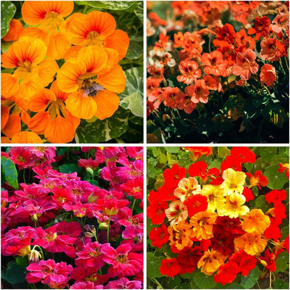 30pcs Suitable for beginner planting Nasturtium Seeds flourish in ordinary well drained soil suited for ornamental garden cultivation