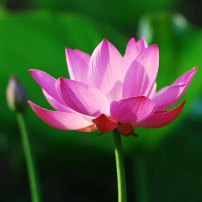 12 pcs Mini Lotus Seeds Variety Pack Bonsai Lotus, Water Lily Garden Seeds