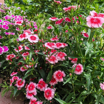 500 Dianthus Seeds for Planting,  Perennial  Flower Seeds Non-GMO Heirloom Rare Plants, Open Pollinated Beauty Home Garden for Outdoors