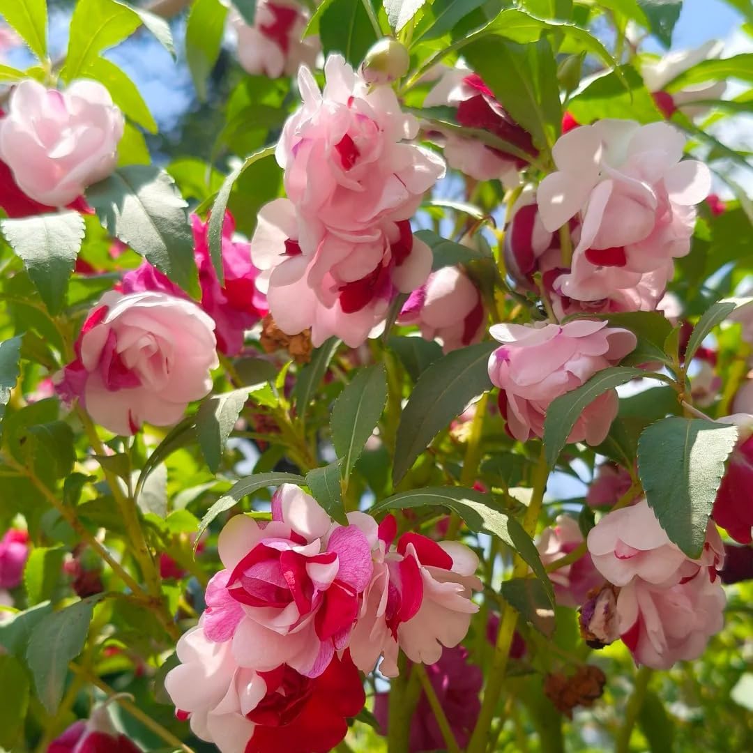 100pcs Mixed Color Impatiens Seeds, Perennial Impatiens for Ornamental Garden Potted Bonsai Indoor