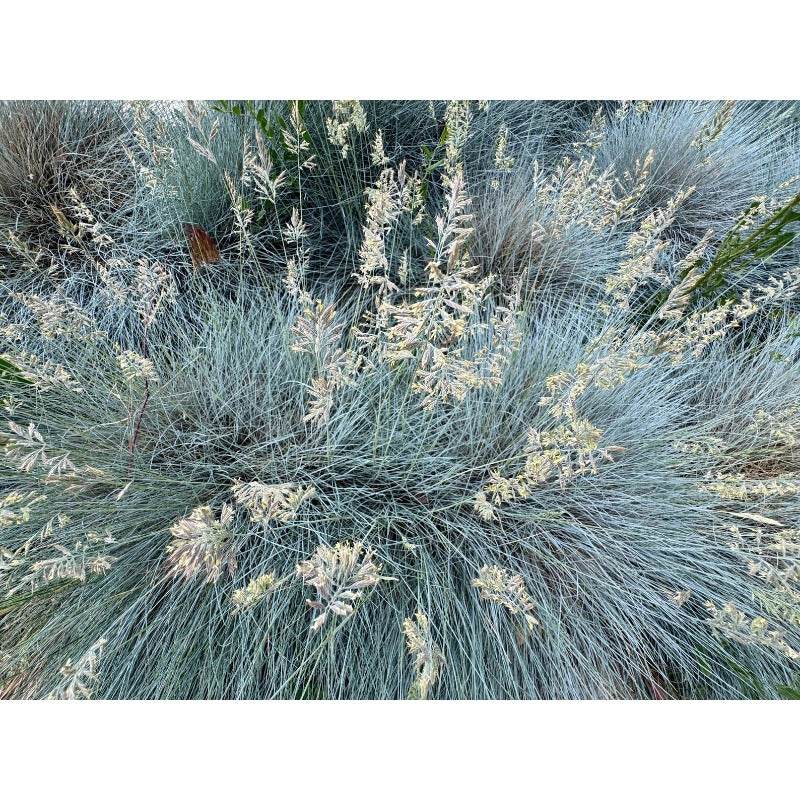 500Pcs Beginner Friendly Fescue Seeds fill sparse bare ground spots in newly arranged yard and garden layouts