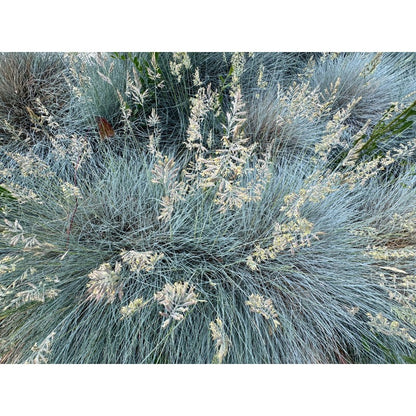 500Pcs Beginner Friendly Fescue Seeds fill sparse bare ground spots in newly arranged yard and garden layouts