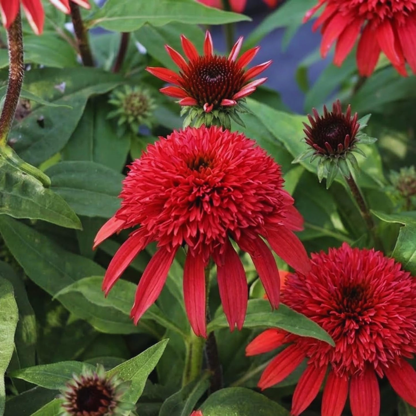 200pcs Easy Raising Coneflower Seeds perfect for layered garden design and open border decorative styling