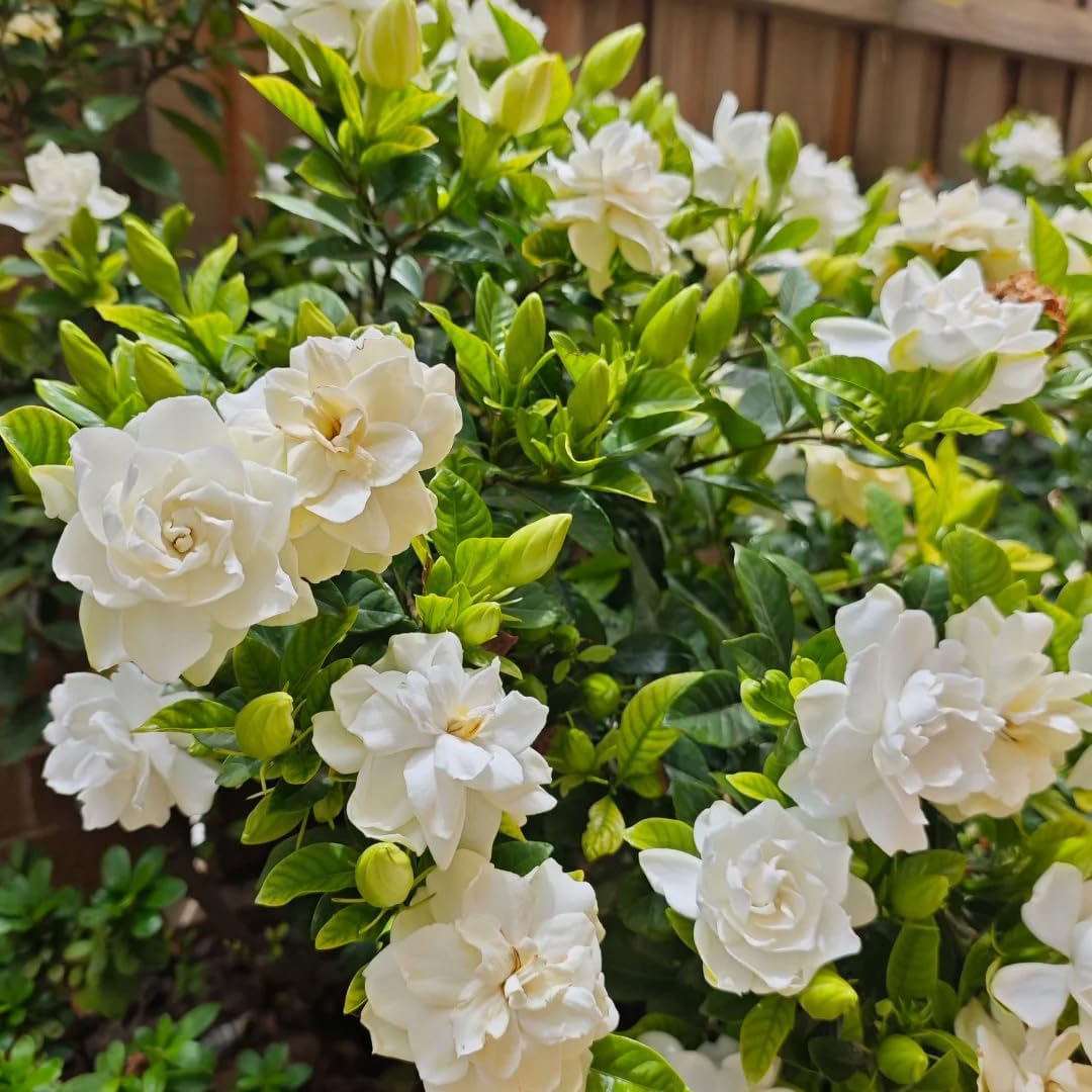 85Pcs Gardenia Seed for Planting, Non-GMO Heirloom Fragrant Gardenia Seeds for Home Garden