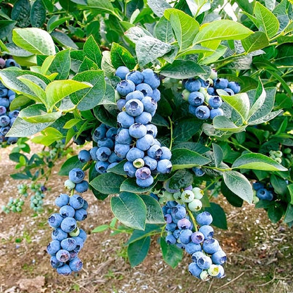 500Pcs Blueberry Seeds for Planting - High Yield, Patio & Container Friendly, Cold Hardy