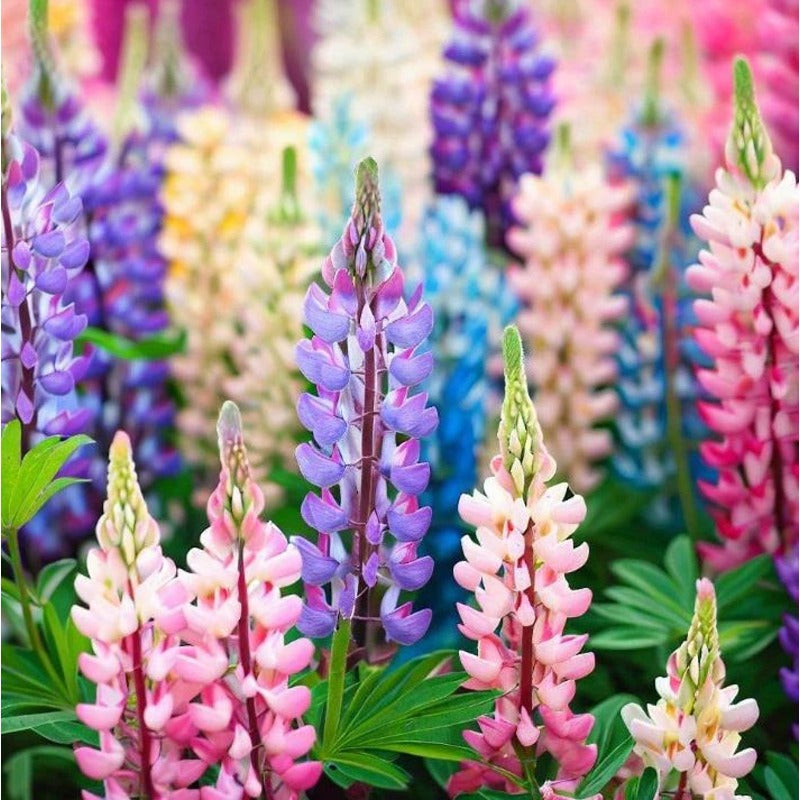 90Pcs Lupine Seeds Ideal For Planting Perfect For Creating Serene Outdoor Garden Zones