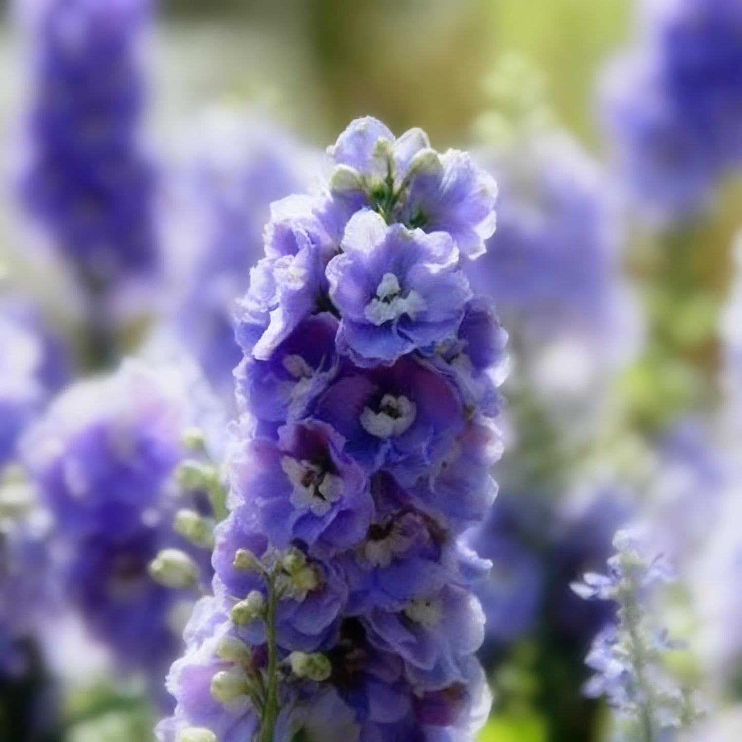 Tall Larkspur Seeds for Planting, 200 Mixed Larkspur Delphinium Seeds, Perennial Flower Plants, Non-GMO Heirloom Larkspur Seed for Home Garden