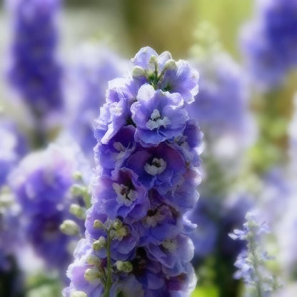 Tall Larkspur Seeds for Planting, 200 Mixed Larkspur Delphinium Seeds, Perennial Flower Plants, Non-GMO Heirloom Larkspur Seed for Home Garden