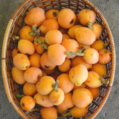 10Pcs Loquat Seeds Easy to Maintain ideal for long-term fixed planting in courtyard accent spaces and garden open areas