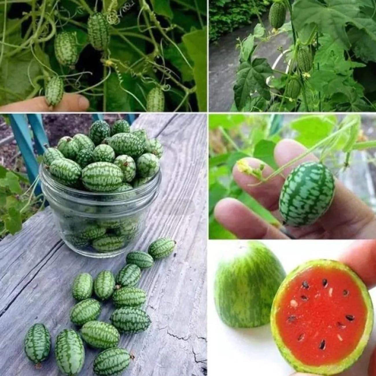 50Pcs Mini Thumb Watermelon Fruit Seeds  for Home Garden Outdoor Yard Farm Seed for Planting