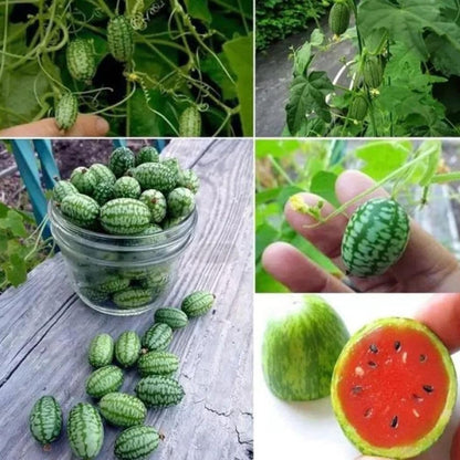 50Pcs Mini Thumb Watermelon Fruit Seeds  for Home Garden Outdoor Yard Farm Seed for Planting