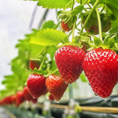 300Pcs Strawberry Seeds for Planting Heirloom Non-GMO Hardy Home Garden Extra-Sweet Fruits Plants for Outdoors