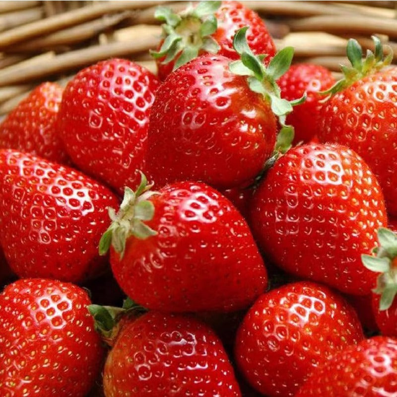 300Pcs Giant Strawberry Seeds Everbearing Fragaria Fruit Seeds
