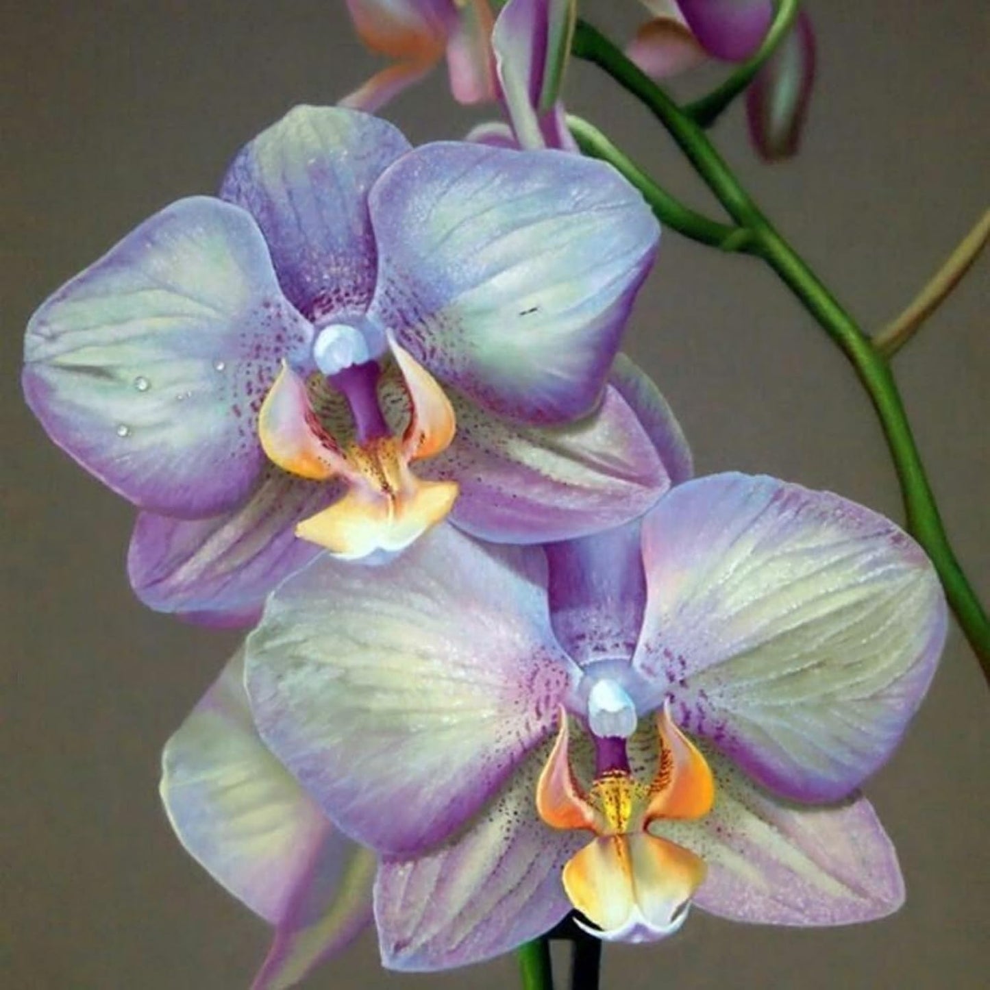 100pcs Mix Orchid Seeds for Planting - Butterfly Orchid Plants Flower Seeds Home Decoration Flowers Plants
