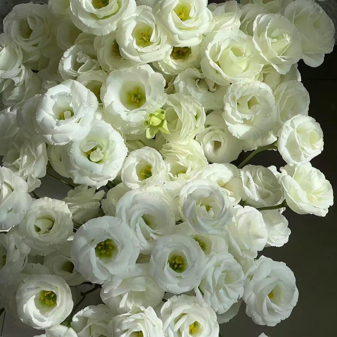 100pcs Lisianthus Seeds for Cut Flower Gardens  Annual for Growing Rose-Like Blooms on Long Stems for Bouquets, Borders and Containers, Ideal for Floral Arrangements