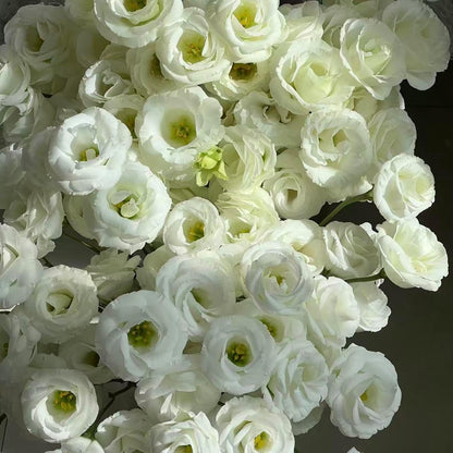 100pcs Lisianthus Seeds for Cut Flower Gardens  Annual for Growing Rose-Like Blooms on Long Stems for Bouquets, Borders and Containers, Ideal for Floral Arrangements