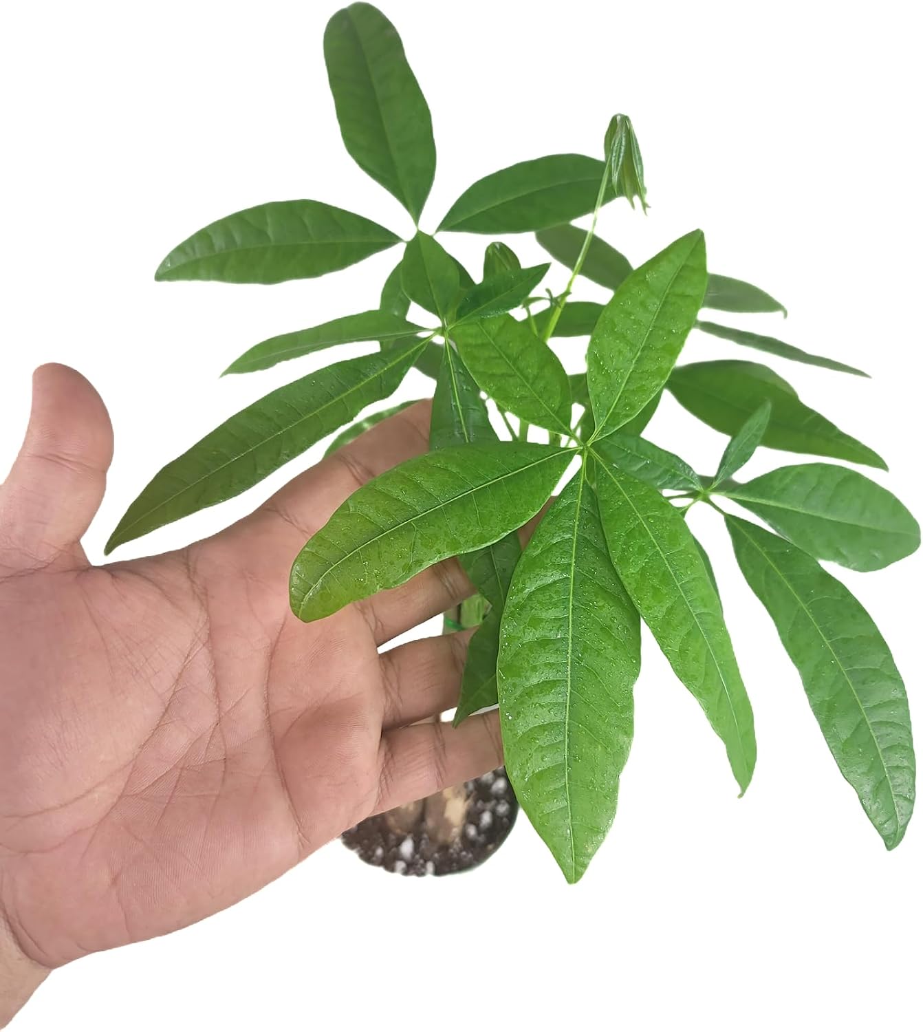 80Pcs woven Lucky Money Tree Seeds For Air Purifying Plant