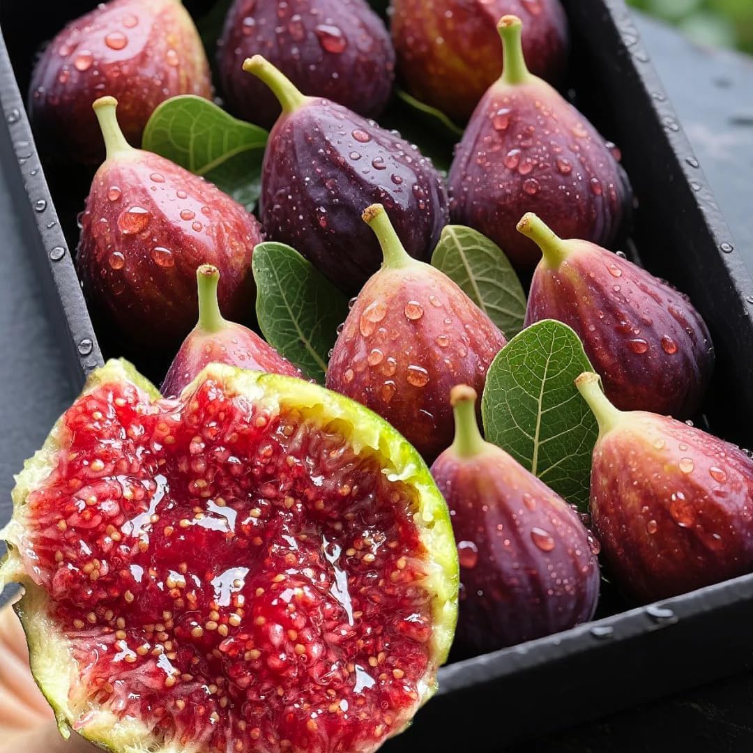300Pcs Fig Seeds Easy to Establish great for novice yard styling, large corner formation and permanent landscape design