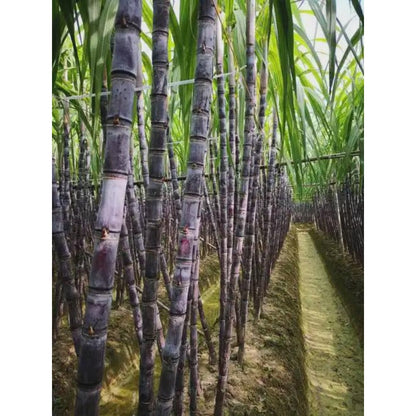 40Pcs Sugar Cane Seeds Simple To Care For And Ideal For Garden Borders And Large Landscape Edge Plantings