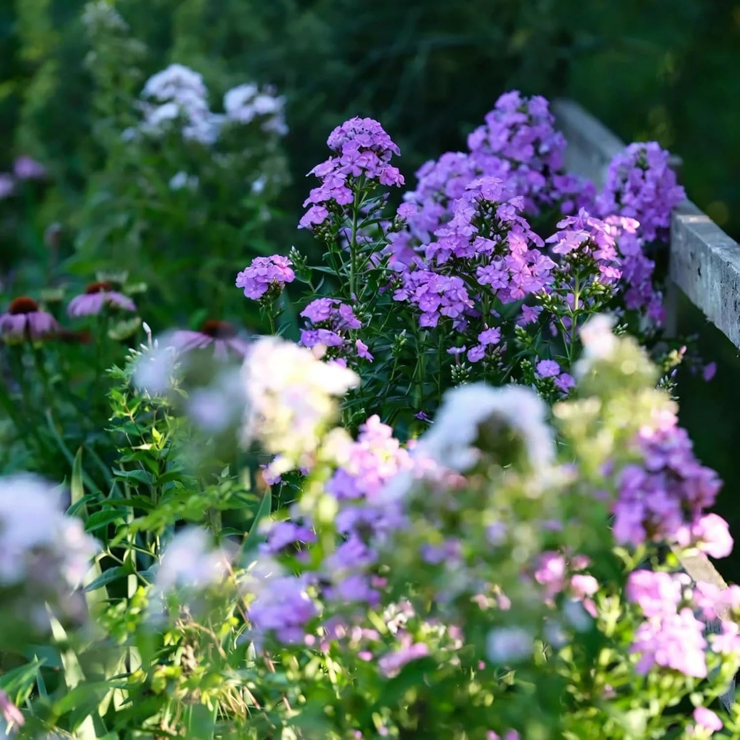 500pcs Creeping Phlox Seeds for Planting,  Non-GMO Heirloom Dwarf Ground Cover Beauty Flowers Plants for Home Garden Outdoors