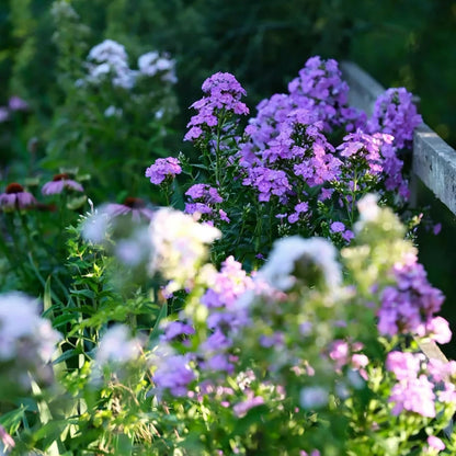 500pcs Creeping Phlox Seeds for Planting,  Non-GMO Heirloom Dwarf Ground Cover Beauty Flowers Plants for Home Garden Outdoors