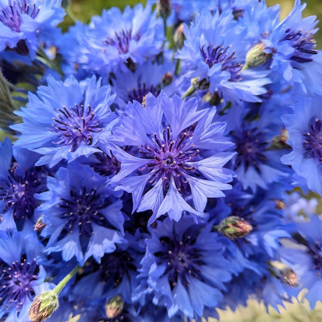 500pcs Cornflower Seeds for Planting Heirloom Non-GMO Bachelor's Button, Vibrant Wildflower Pollinator-Friendly Garden Flower for Beds, Borders & Meadow Landscaping
