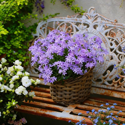 500pcs Creeping Phlox Seeds for Planting,  Non-GMO Heirloom Dwarf Ground Cover Beauty Flowers Plants for Home Garden Outdoors