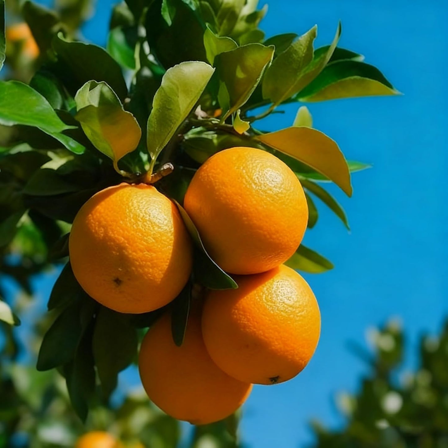 50Pcs Sweet Tropical Orange Fruit Seed, Non-GMO Heirloom Fruit Seeds for Home Garden Outdoor