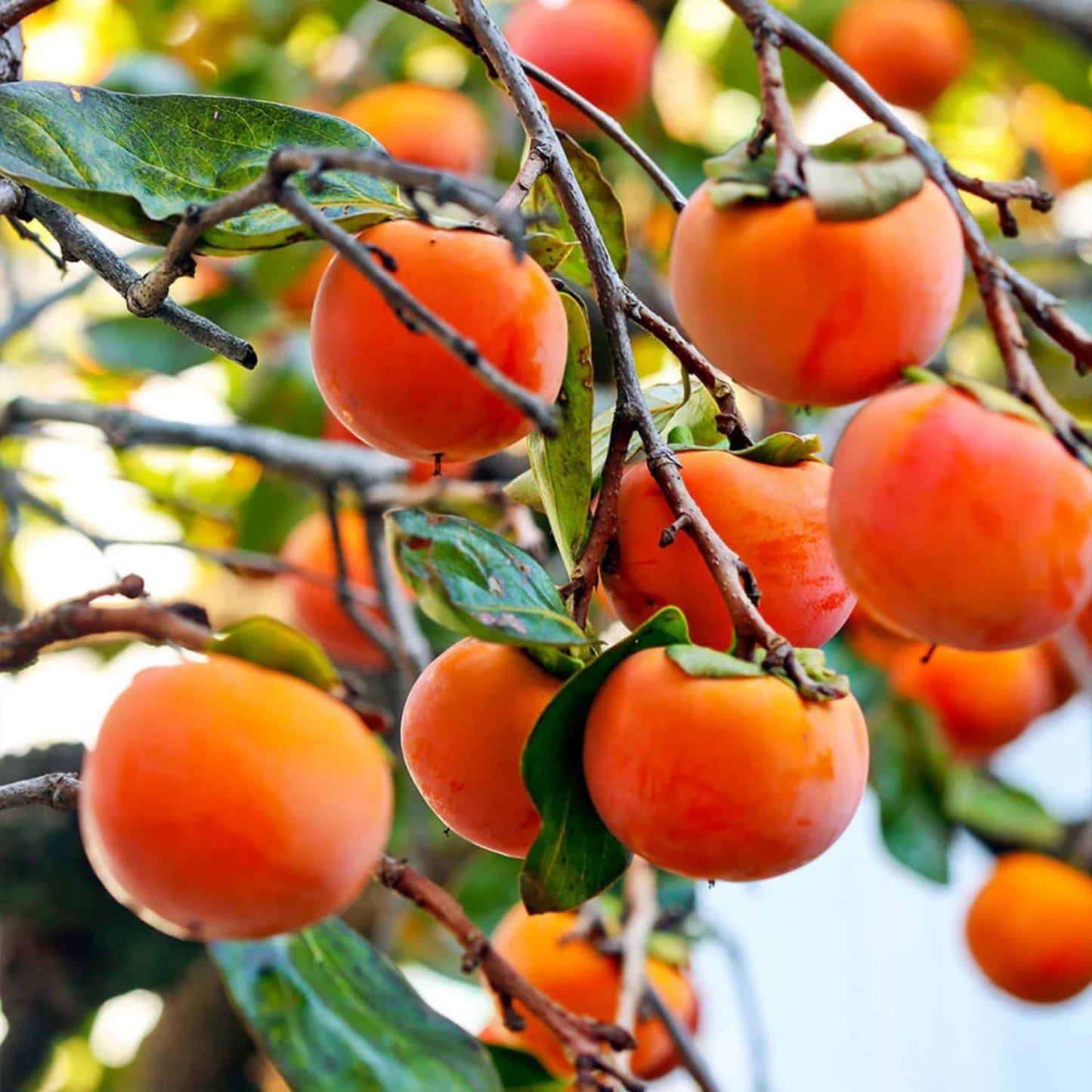 49Pcs Persimmon Seeds simple to grow in large open grounds, landscape scenic areas and residential display spots