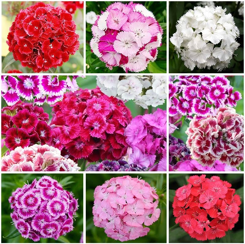 500 Mix Dianthus Seeds for Planting-Non-GMO Perennial Vibrant Flower for Cut Garden & Pollinators
