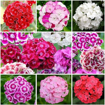 500 Mix Dianthus Seeds for Planting-Non-GMO Perennial Vibrant Flower for Cut Garden & Pollinators