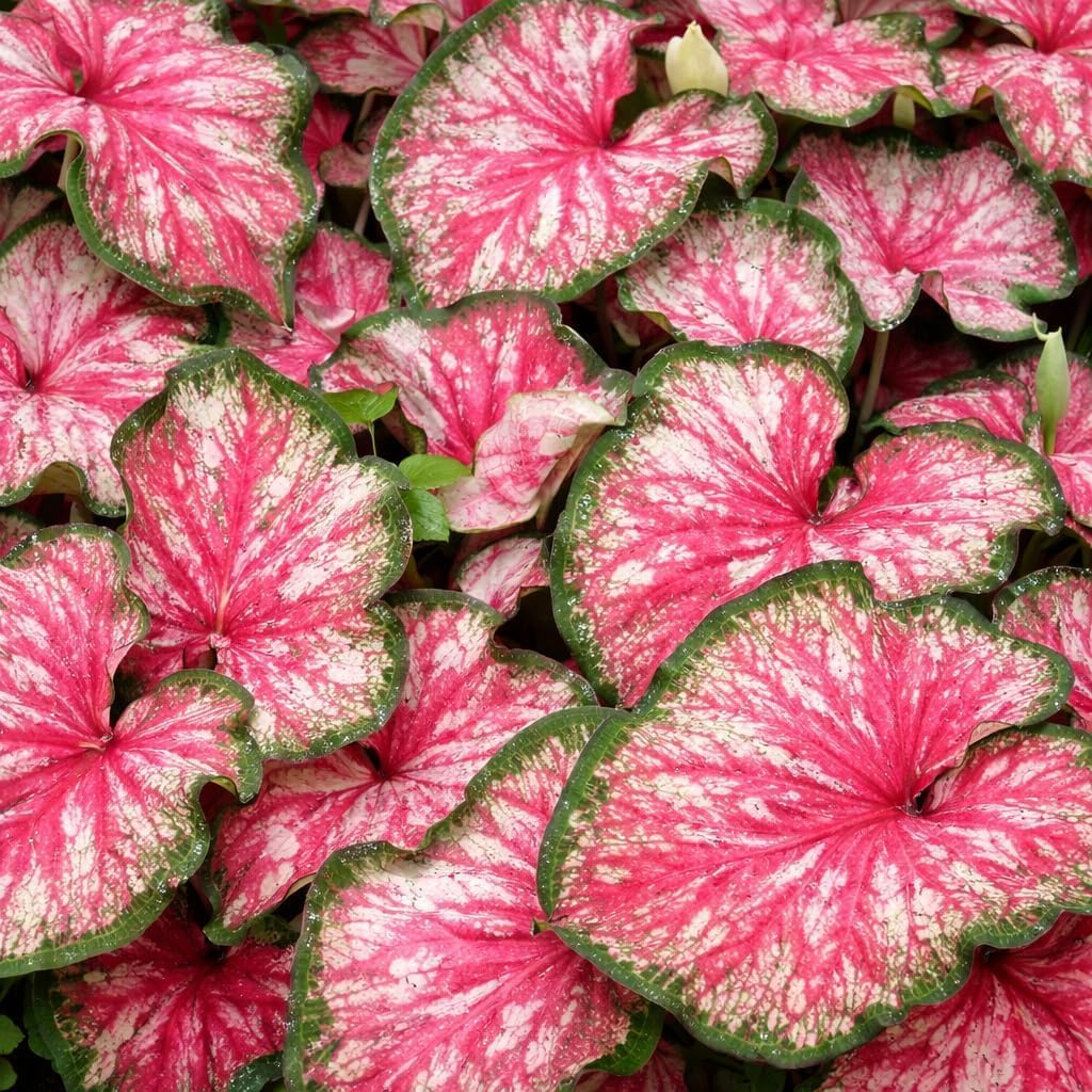 100pcs Indoor Greenery Caladium Bicolor Seeds Decorative Leaves For Balcony Gardening Easy To Grow