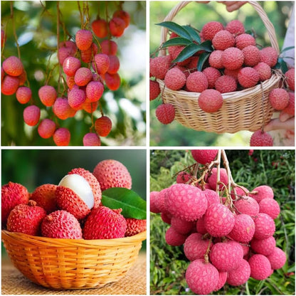 7Pcs Lychee Seeds Fit for home planting hold extended long-term growth period for lasting landscape layout value