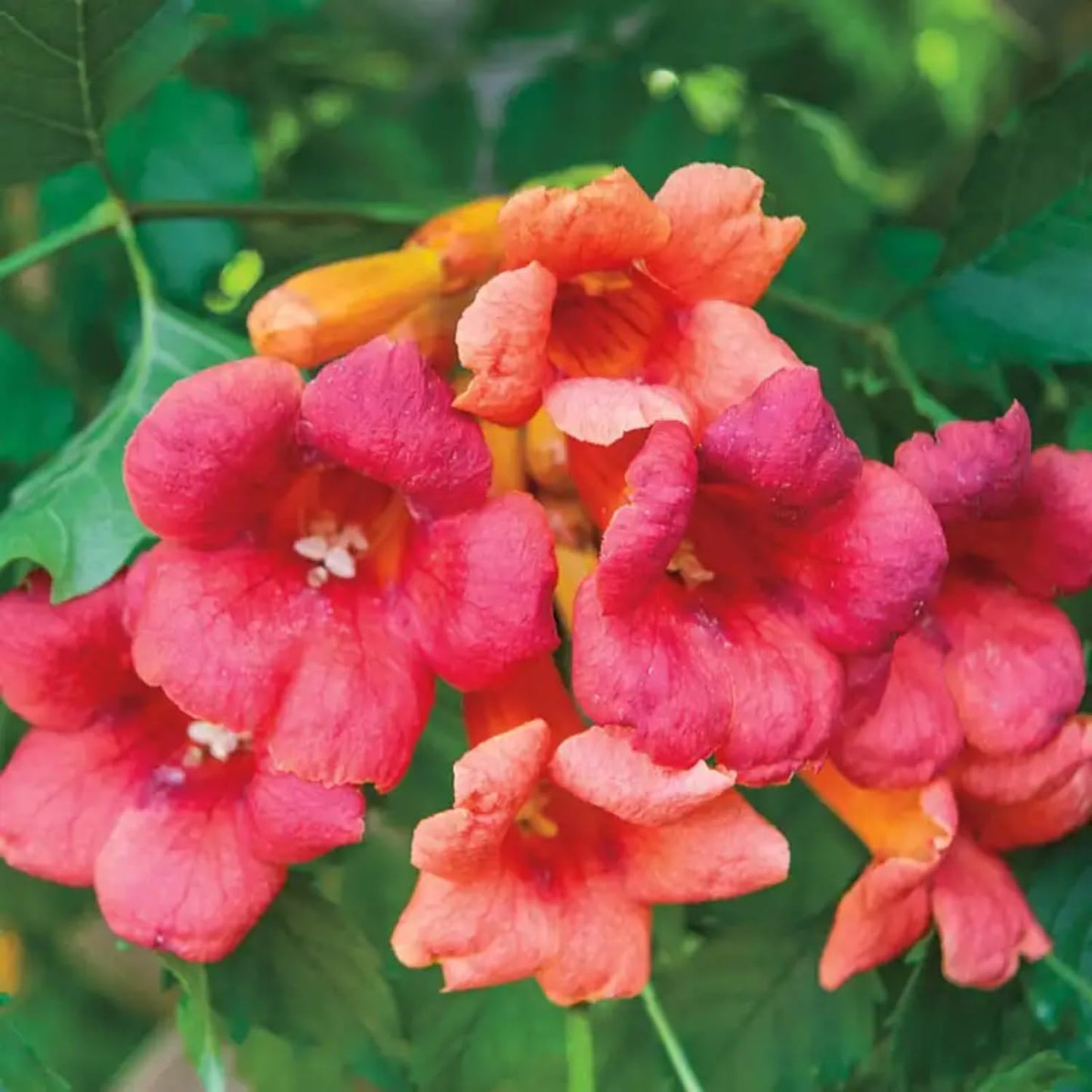 100pcs Trumpet Vine Seeds for Planting - Non GMO Exotic Hummingbird Trumpet Vine Seeds