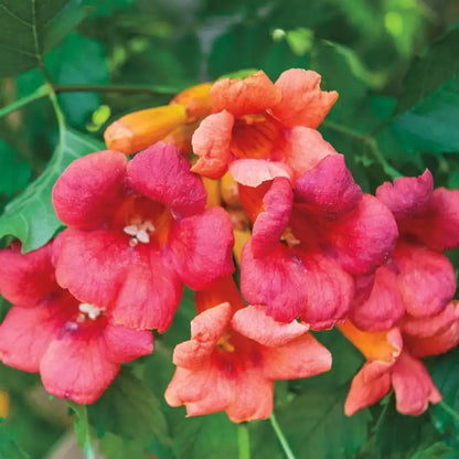100pcs Trumpet Vine Seeds for Planting - Non GMO Exotic Hummingbird Trumpet Vine Seeds