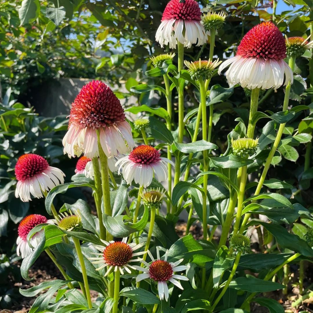 200Pcs Mix Coneflower Seeds, Perennial Cone Flower Seed for Home Garden, Potted Decoration