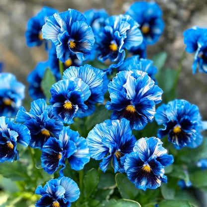 100Pcs Giant Perennial Mixed Pansy Seeds for Planting Outdoors,Fragrant Pansy Flower Seeds,Cool Weather Viola Flowers Seed Non-GMO Heirloom Winter Blooming for Home Outdoor Garden