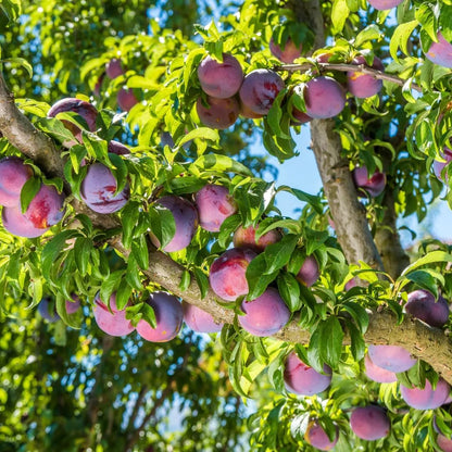 10Pcs Plum Seeds Perfect for beginner sowing adapt well to open ground placement and garden plot cultivation