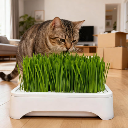 100Pcs Cat Grass Seeds Easy to Establish great for novice indoor container layout and pet corner greening design