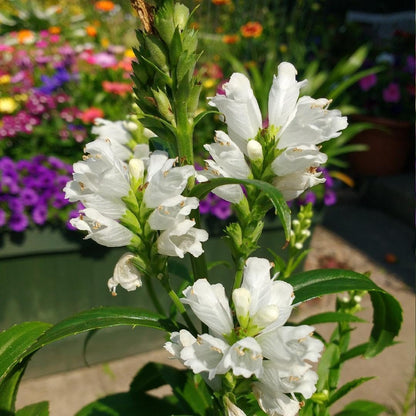 150pcs Obedient Plant Seeds Friendly for new gardeners grow into full upright clumps with elegant stacked seasonal bloom formation